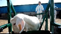 sheep_face project thumbnail