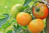 TomatoWithGrade project thumbnail