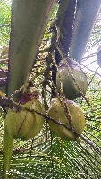 coconut_classification project thumbnail