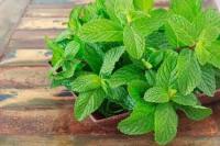 Daun Mint project thumbnail