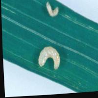 Rice_Pest_Detection project thumbnail