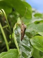 Pest_Rice project thumbnail