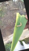 images_spodoptera project thumbnail