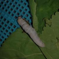 silkworm_disease_symptoms project thumbnail