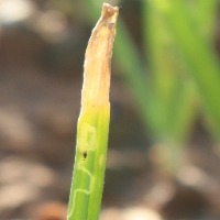 onion project thumbnail