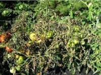 Crop Disease Diagnosis project thumbnail