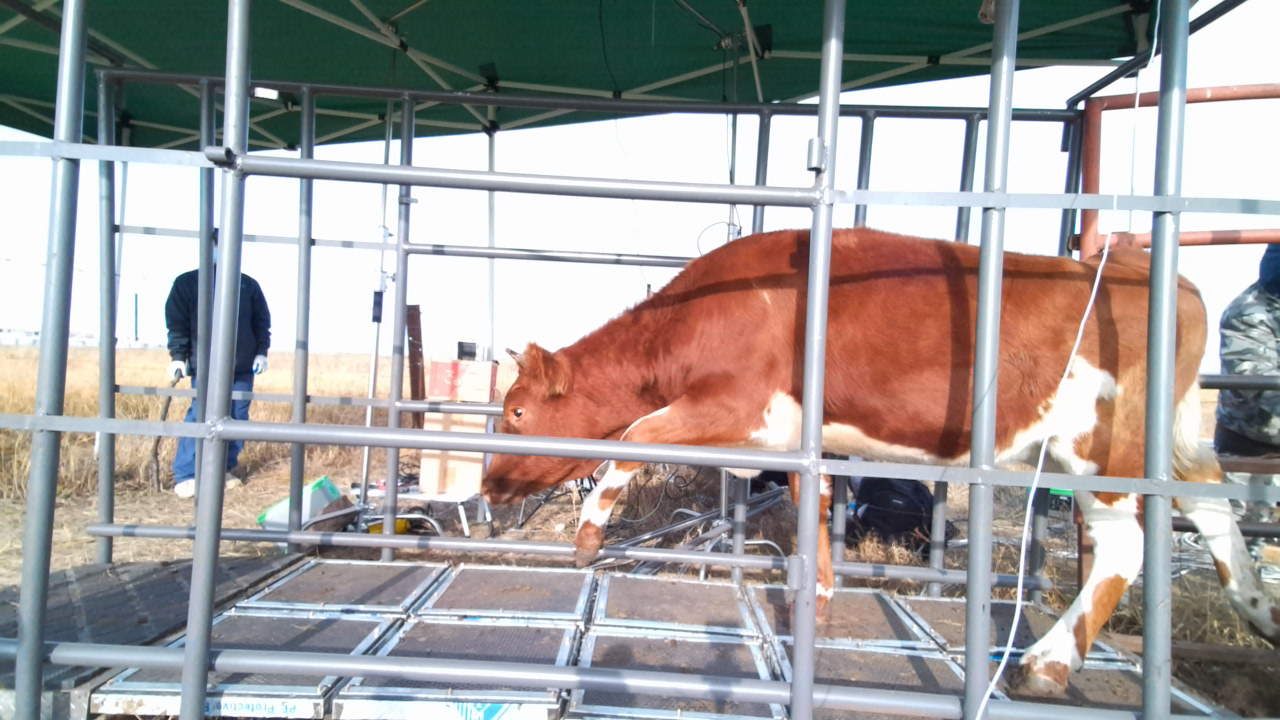 Cow Object Detection Model by cow