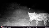 7_leopard project thumbnail