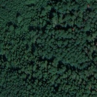 Trees project thumbnail