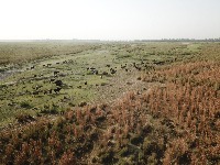 RucervusDAuceveli_RavindraTripathi project thumbnail