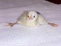 Chicken Disease project thumbnail