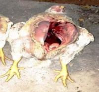 Chicken Sekunder project thumbnail