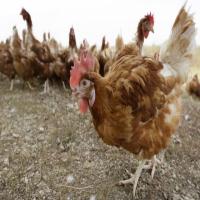 Chicken project thumbnail