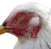 ayam project thumbnail