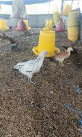 Chicken Primer project thumbnail