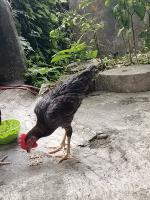 Ayam Primer project thumbnail