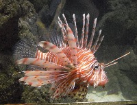 Fish Detection  project thumbnail