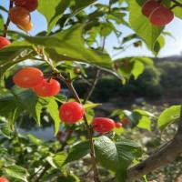 Cherry-ripe project thumbnail