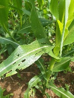 DAUN JAGUNG SEHAT project thumbnail