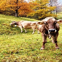 livestock project thumbnail