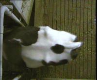 cow top view project thumbnail