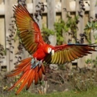 BirdClassification project thumbnail