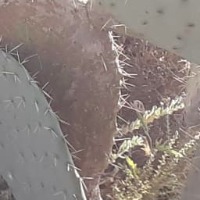 class_cactus project thumbnail