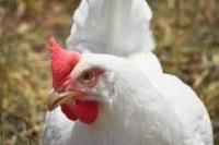 poulet_tech project thumbnail