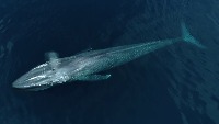 whale project thumbnail