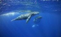 whale images project thumbnail