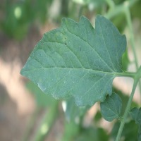 leaf health project thumbnail