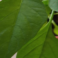 Chili Leaf Healthy project thumbnail