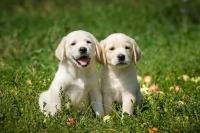 dogs project thumbnail