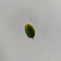Moringa Leaf project thumbnail