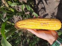 corn project thumbnail