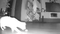 Cat Prey project thumbnail