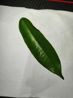 DurianLeaf 2 project thumbnail