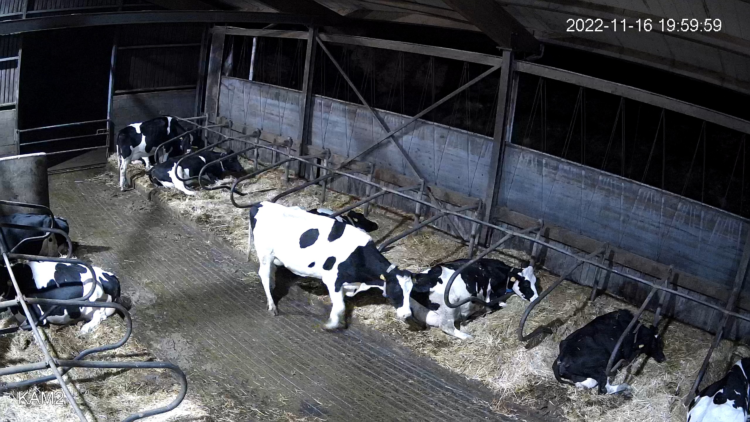CowTracking Object Detection Dataset by CowTracker