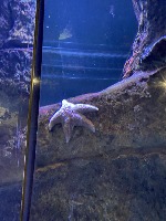 Underwater Object Detection  project thumbnail
