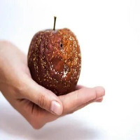 apple-seg project thumbnail