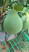 grapefruit project thumbnail