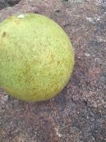 grapefruit project thumbnail