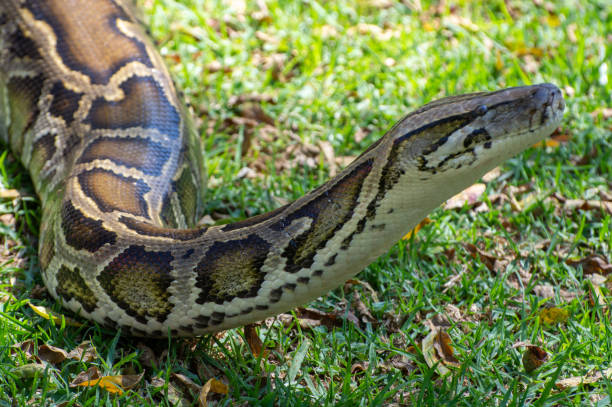 Snake Species Object Detection Dataset and Pre-Trained Model by SSI