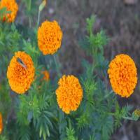Flower Detection project thumbnail