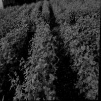 row detection project thumbnail