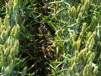 Fusarium project thumbnail