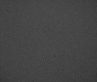 Aspergillus project thumbnail