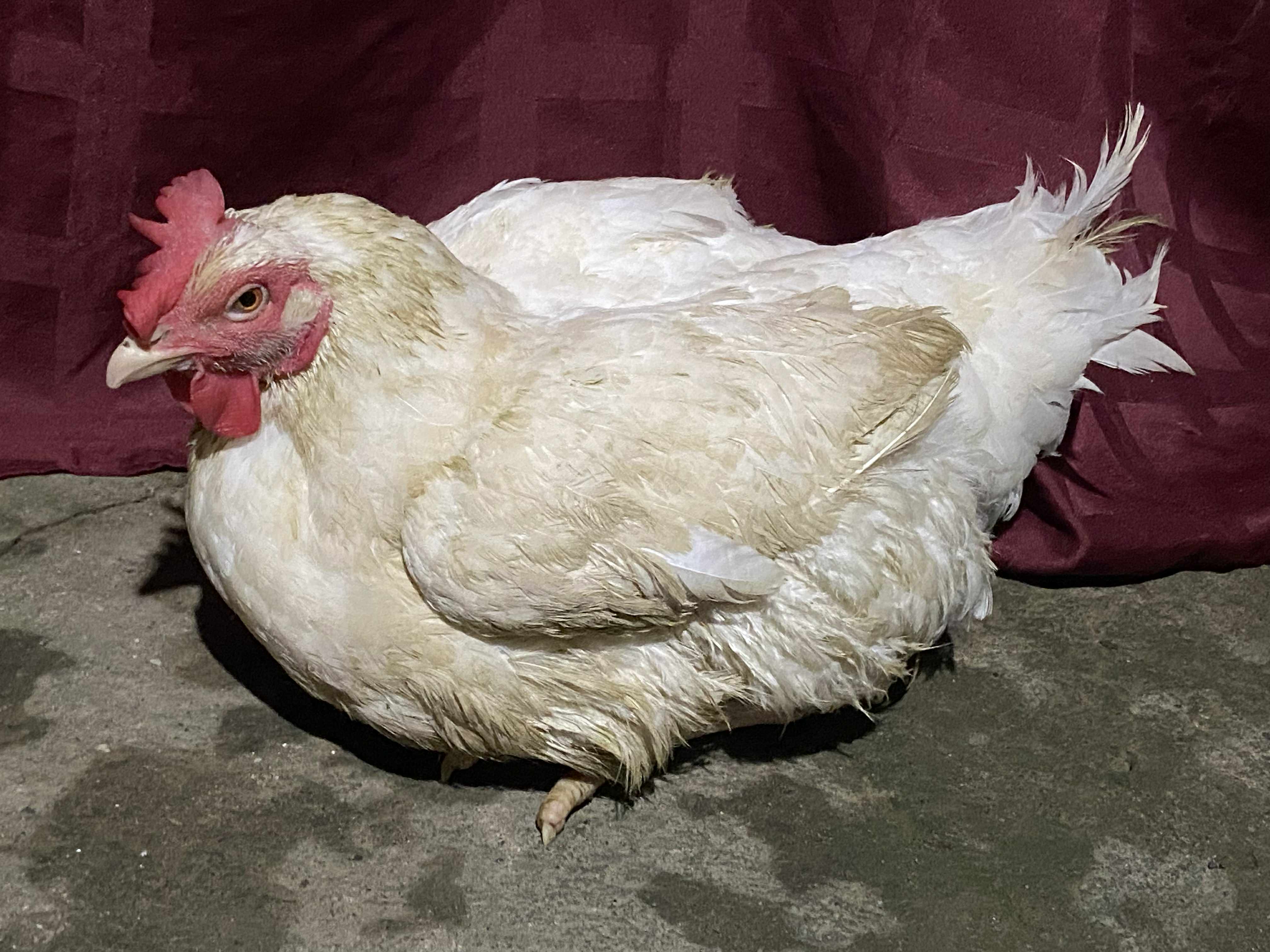 Chicken (chicken-gilpd) - Roboflow Universe