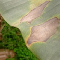 banana disease project thumbnail
