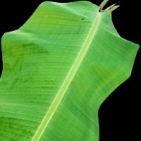 banana diseases project thumbnail